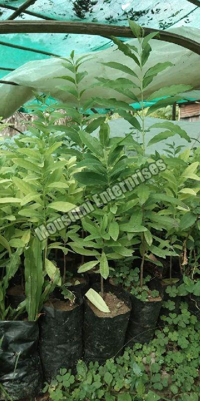 white sandalwood plant