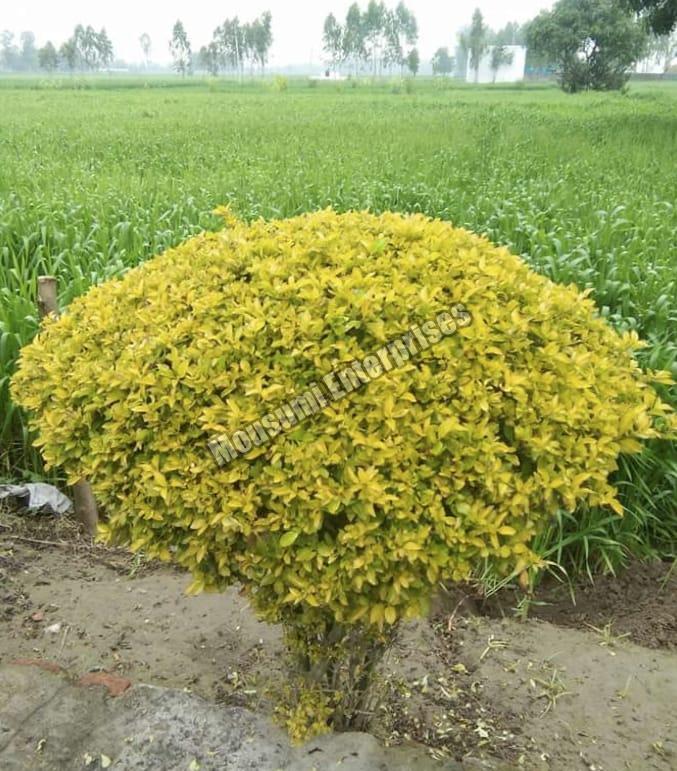 Yellow Bush Plant