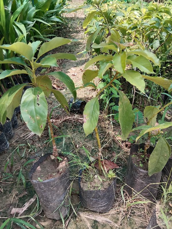 Avacado Plant