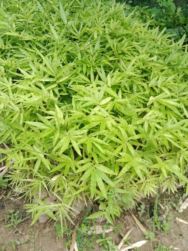 Jati Bamboo Plant