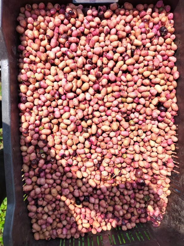 Dried Jamun Seeds