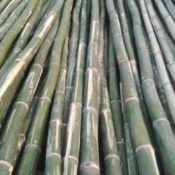 13 inch Bullet bamboo Exporter from Karbi Anglong, Assam