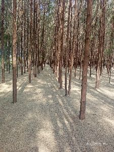 Israel Farm in Tirunelveli - Manufacturer of Savukku Maram Tree