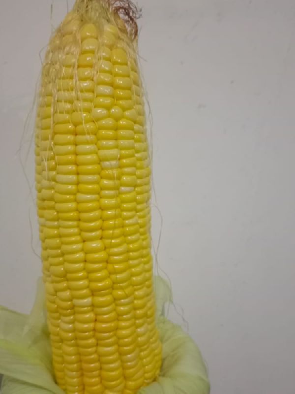 Organic Sweet Corn, Packaging Size : per piece