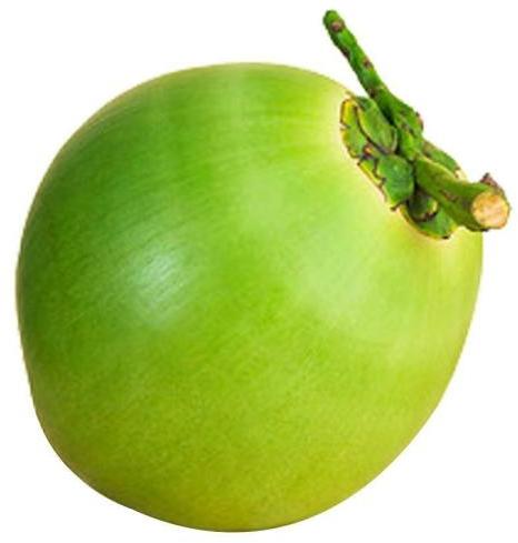 exporter-of-coconut-from-tirupur-tamil-nadu-by-queen-antlers