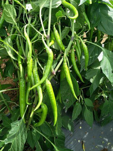 Chilli seeds, Packaging Size : 10g