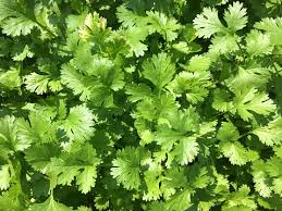 coriander seeds