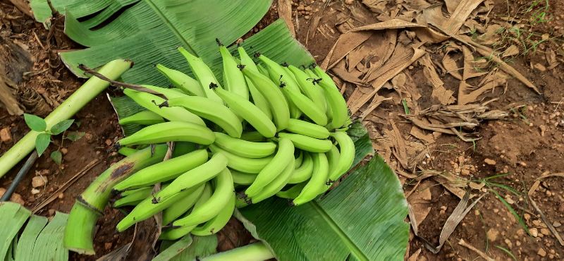 Nendran Banana And Rasakathalirk Exporter Akbarbananaexports Ernakulam