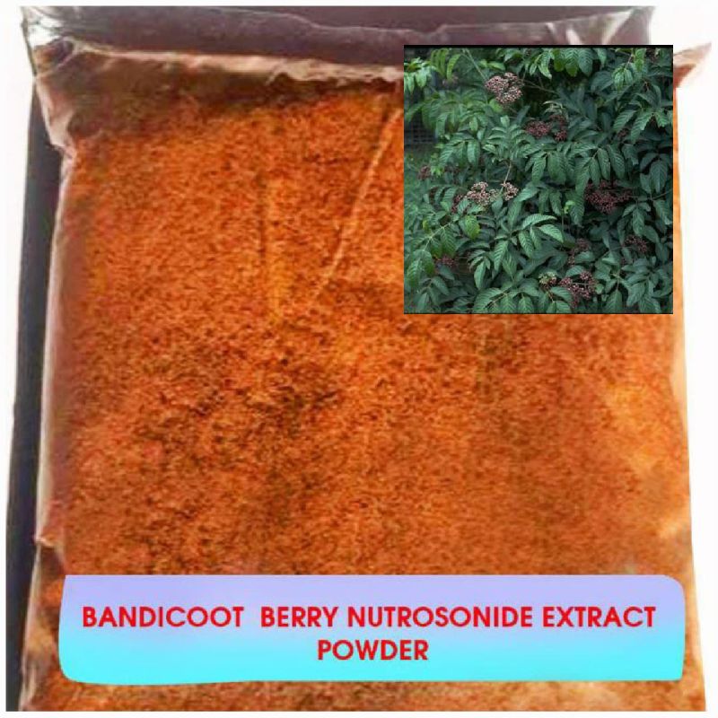 Bandicoot Berry Nutrosonide Extract Powder, Packaging Type : Poly Bags