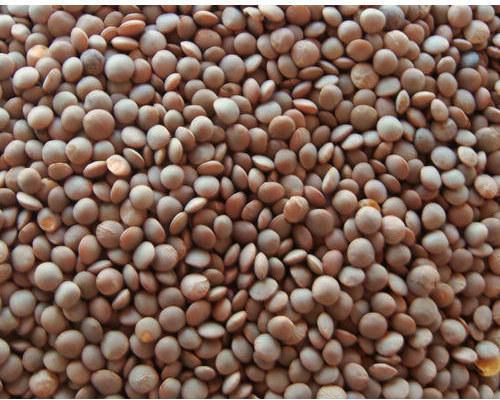 Organic Whole Red Masoor Dal, for High In Protein, High in Protein, Packaging Type : Plastic Bag