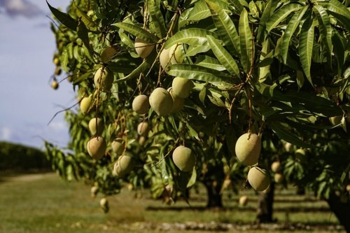Mango Tree, Variety : Dasheri