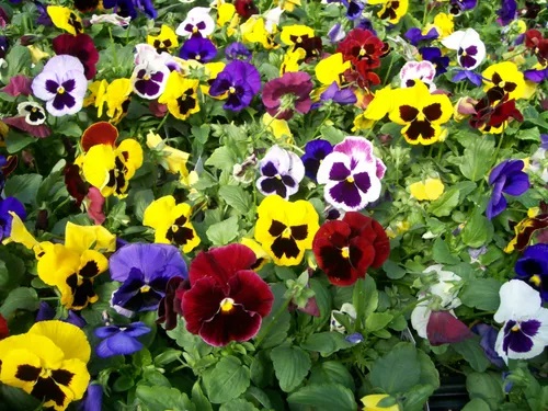 Pansy Flower Plant, Packaging Type : Bag