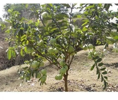 Red Guava Plant