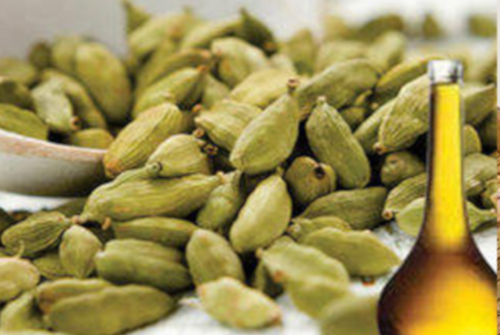 Cardamom Oil, for Cooking, Medicnes, Form : Liquid