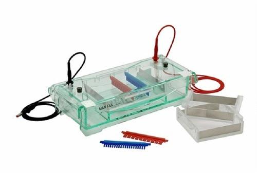 Horizontal Gel Electrophoresis