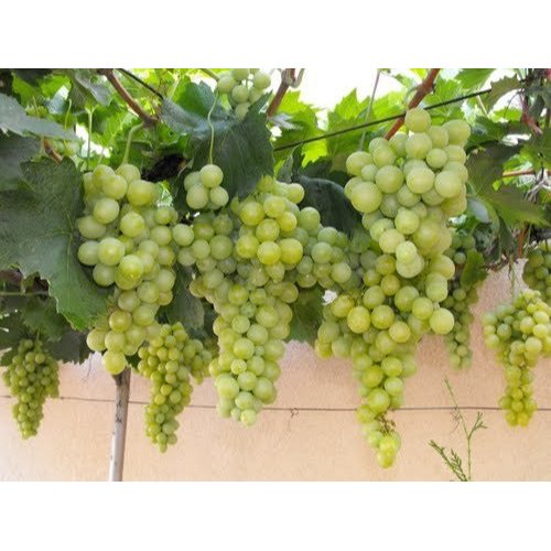 Grapes Fruit Plant, Color : Green