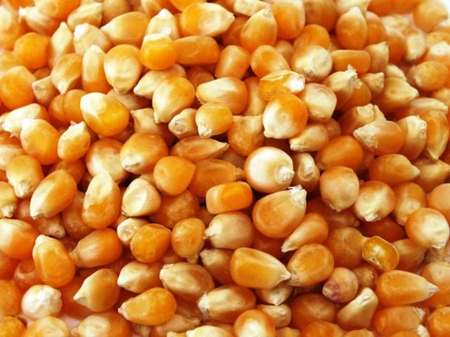 Natural Yellow Maize Seed, Grade : Superior