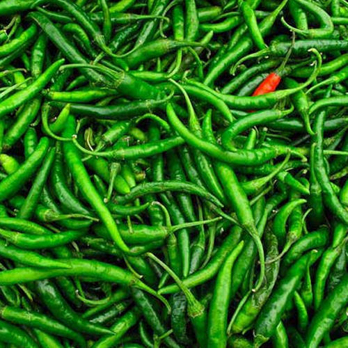 Organic Fresh Green Chilli, for Human Consumption, Packaging Size : 25kg, 30kg