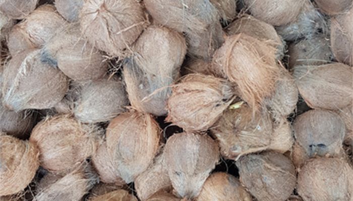 Natural Husked Coconut