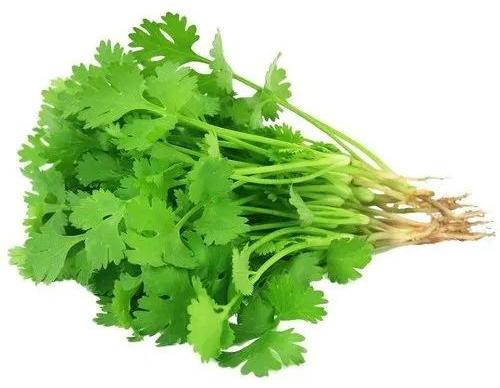 fresh coriander leaves