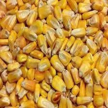 Organic Corn Seeds, Style : Dried