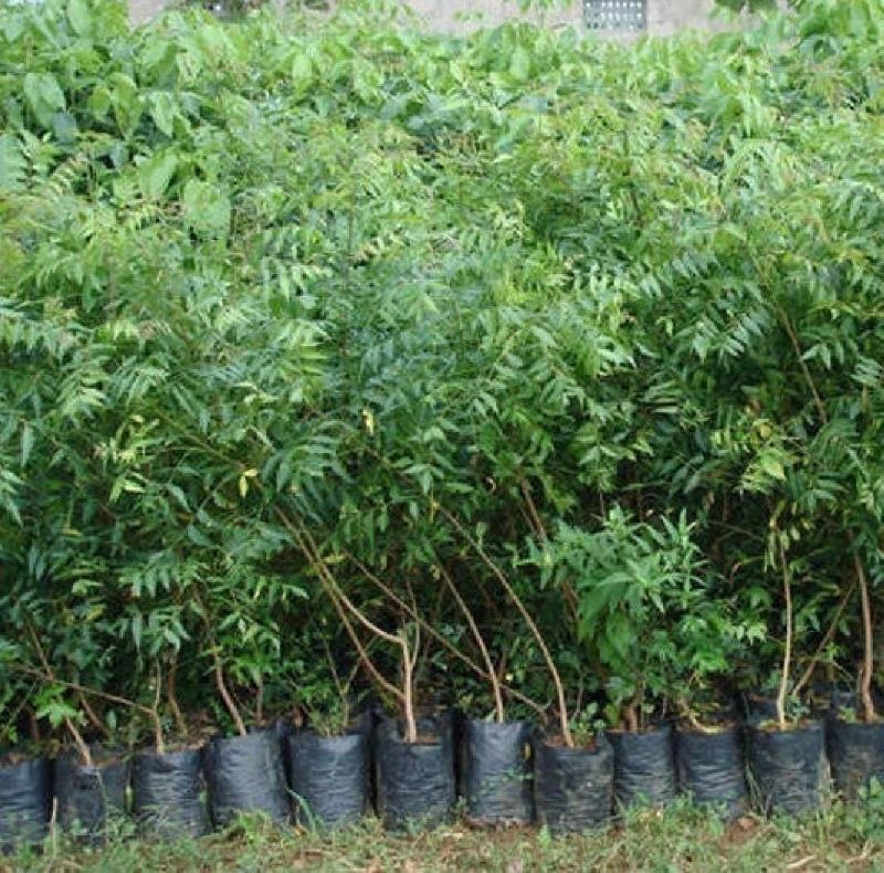 neem plant