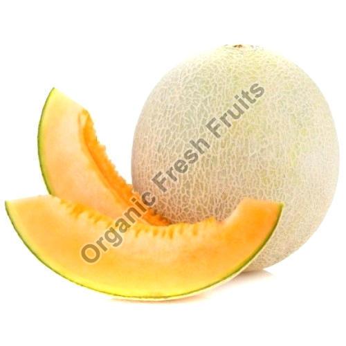 Fresh Muskmelon