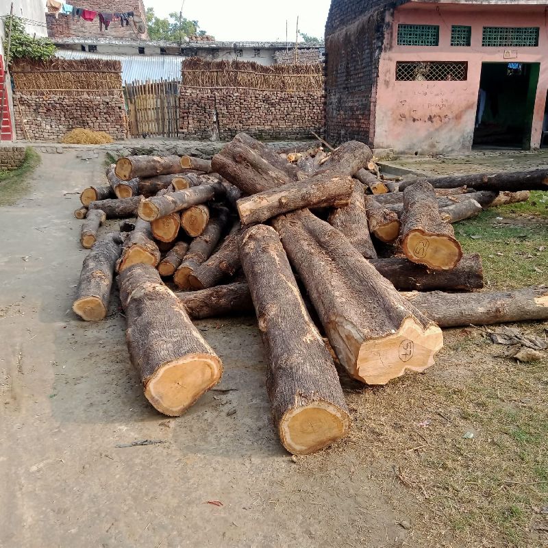Pure Saagwan wood, Feature : Quality Tested