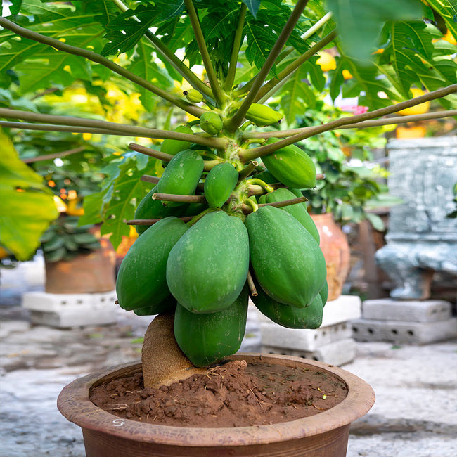 Common papaya plant, Packaging Type : Polly Bag