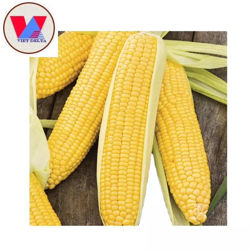 TOP QUALITY HIGH PROTEIN SWEET YELLOW CORN
