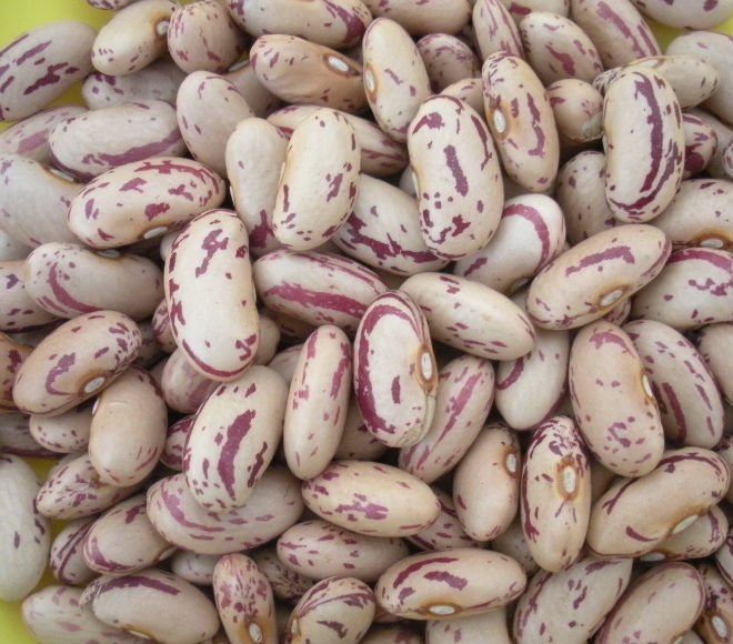 Sugar Beans, Feature : Good For Health, High In Protein, Non Harmful