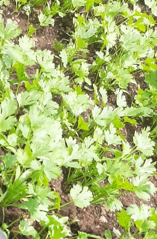 Desi Farm fresh coriander leaves, Packaging Size : Bundal