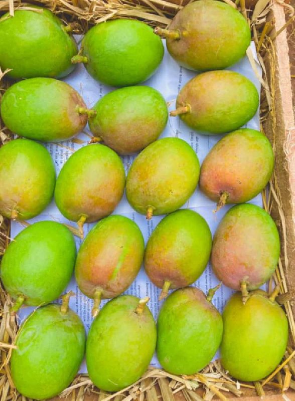Natural Green Alphonso Mango, for Human Consumption, Certification : FSSAI Certified