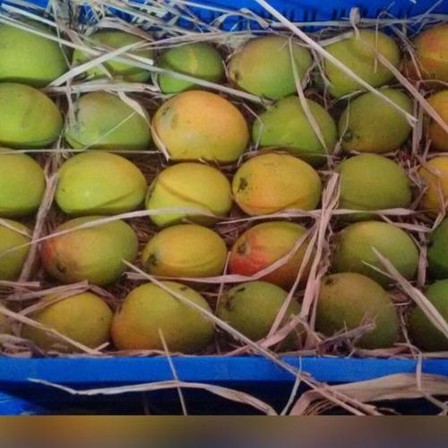 Natural Pure Hapus Mango, for Human Consumption, Certification : FSSAI Certified