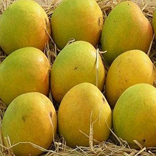 Ratnagiri Alphonso Mango, Color : Yellow