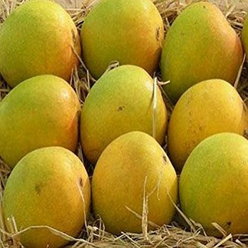 Ratnagiri Alphonso Mango