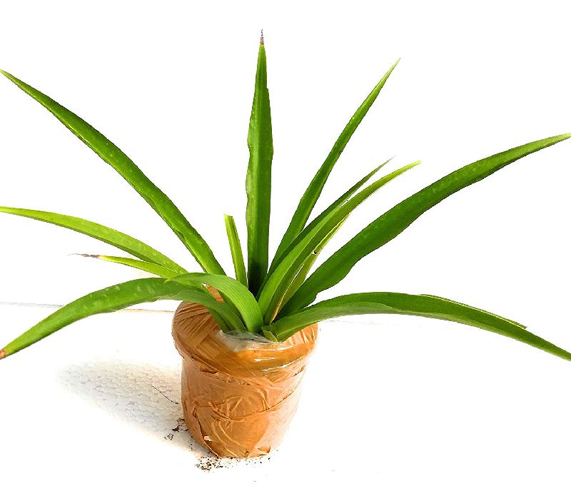 rookhraj paudhshala chlorophytum borivilianum plant