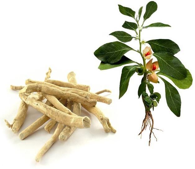 ashwagandha roots