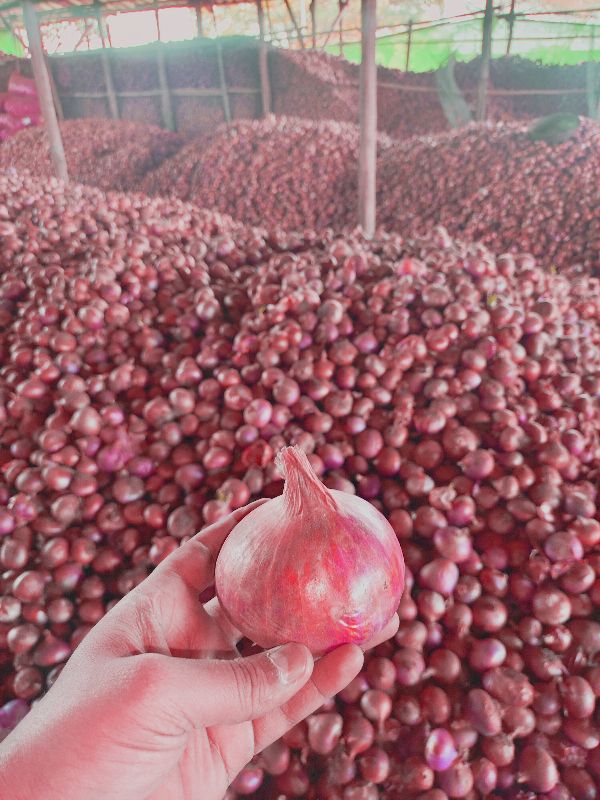 Common Nashik Onion, for Cooking, Enhance The Flavour, Human Consumption, Spices, Style : Fresh