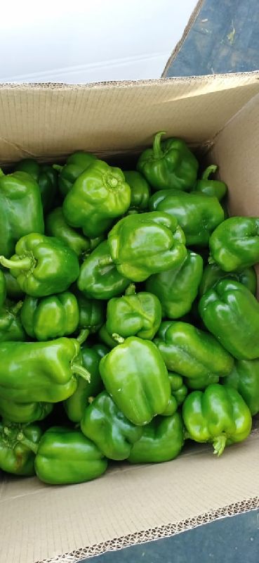 Fresh vegetables, for Human Consumption, Business Purpose, Variety : Green chilli