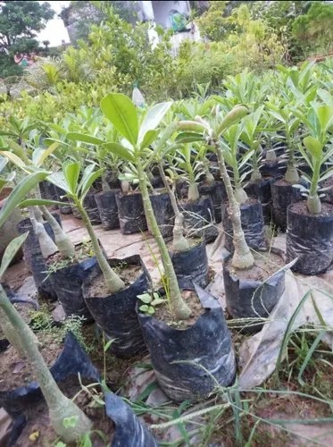 Adenium plant, for Plantation, Size : Multisize