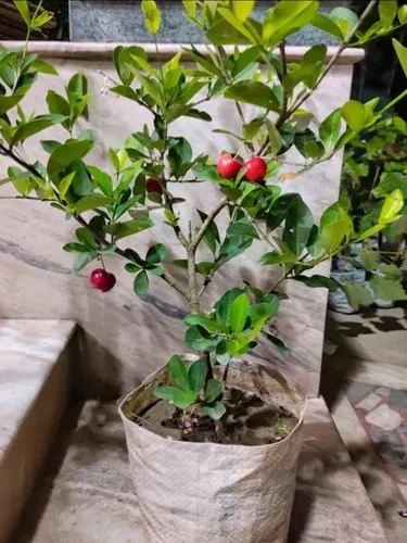 Barbados Cherry Plant