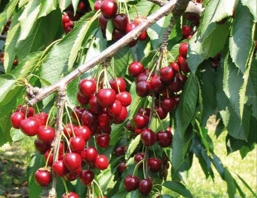 Cherry Fruit Plant, Size : Multisize