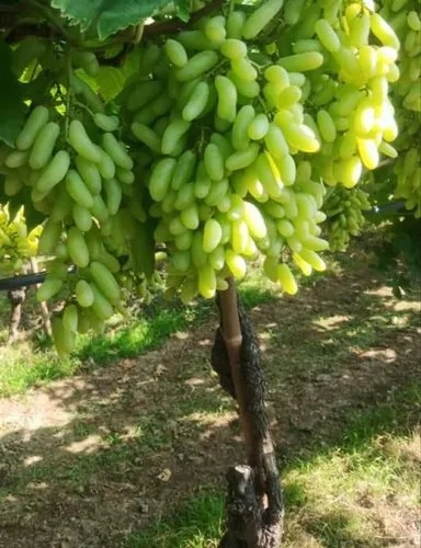 Green Grapes Plant