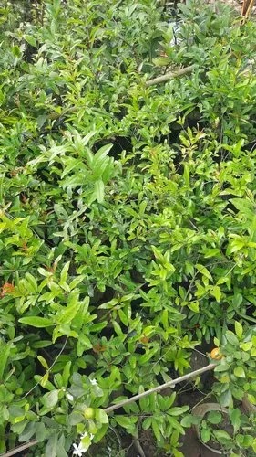 Pomegranate Plant, for Plantation, Color : Green