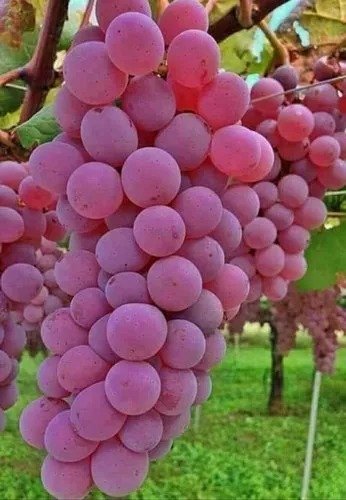 Red Grapes Plant