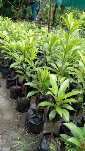 Safeda Plant, for Agriculture, Color : Green