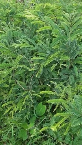 Tamarind Plant
