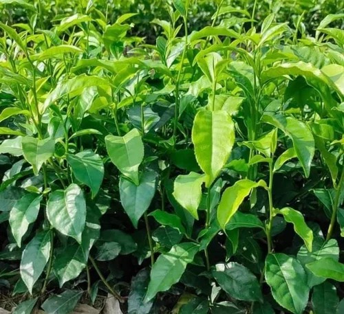 Tea Plant, Length : 0-10ft