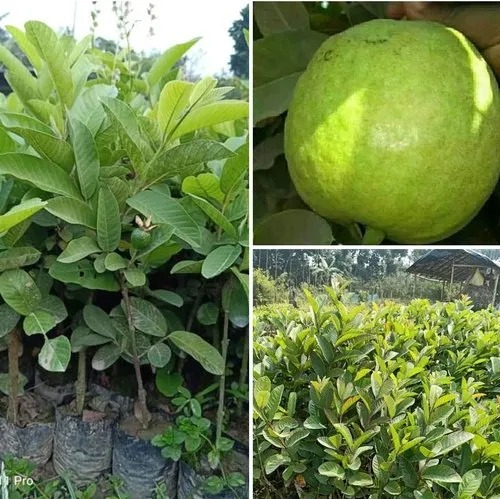 Thai Guava Plant, for Plantation, Color : Green